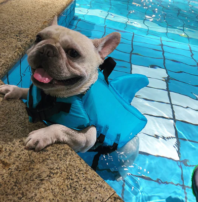 Dog Life Jacket - AquaPup-Blue-XS-Nora Luxe