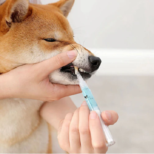 Natural Pet Dental Care for Healthy Teeth