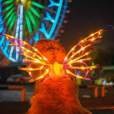 Colorful LED Fairy Wing Costume for Kids