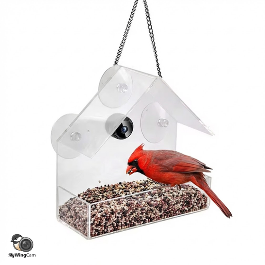 Wireless Outdoor Bird Feeder Camera 1080P HD - Pexav