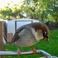 Wireless Bird Feeder Camera with HD Video and Motion Sensor