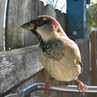Wireless Bird Feeder Camera with HD Video and Motion Sensor