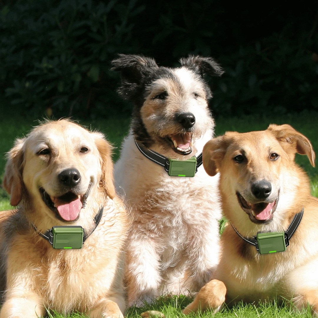 Advanced 300m Dog Training Collar with LCD Remote
