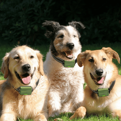 Advanced 300m Dog Training Collar with LCD Remote