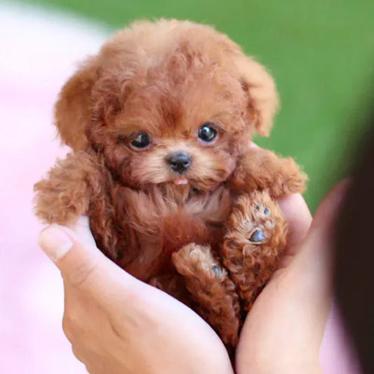 Soft Interactive Puppy Toy with Lifelike Motions - Pexav