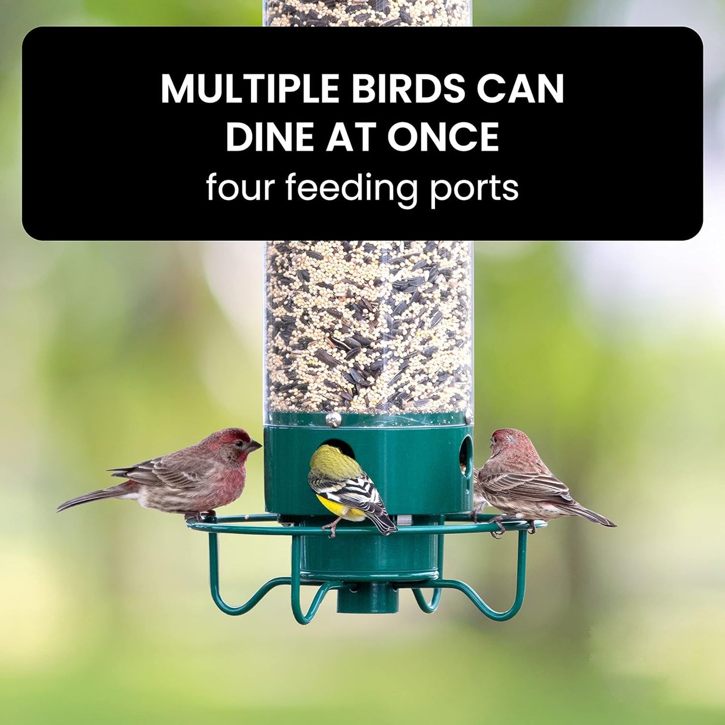 Rugged Animal Resistant Bird Feeder