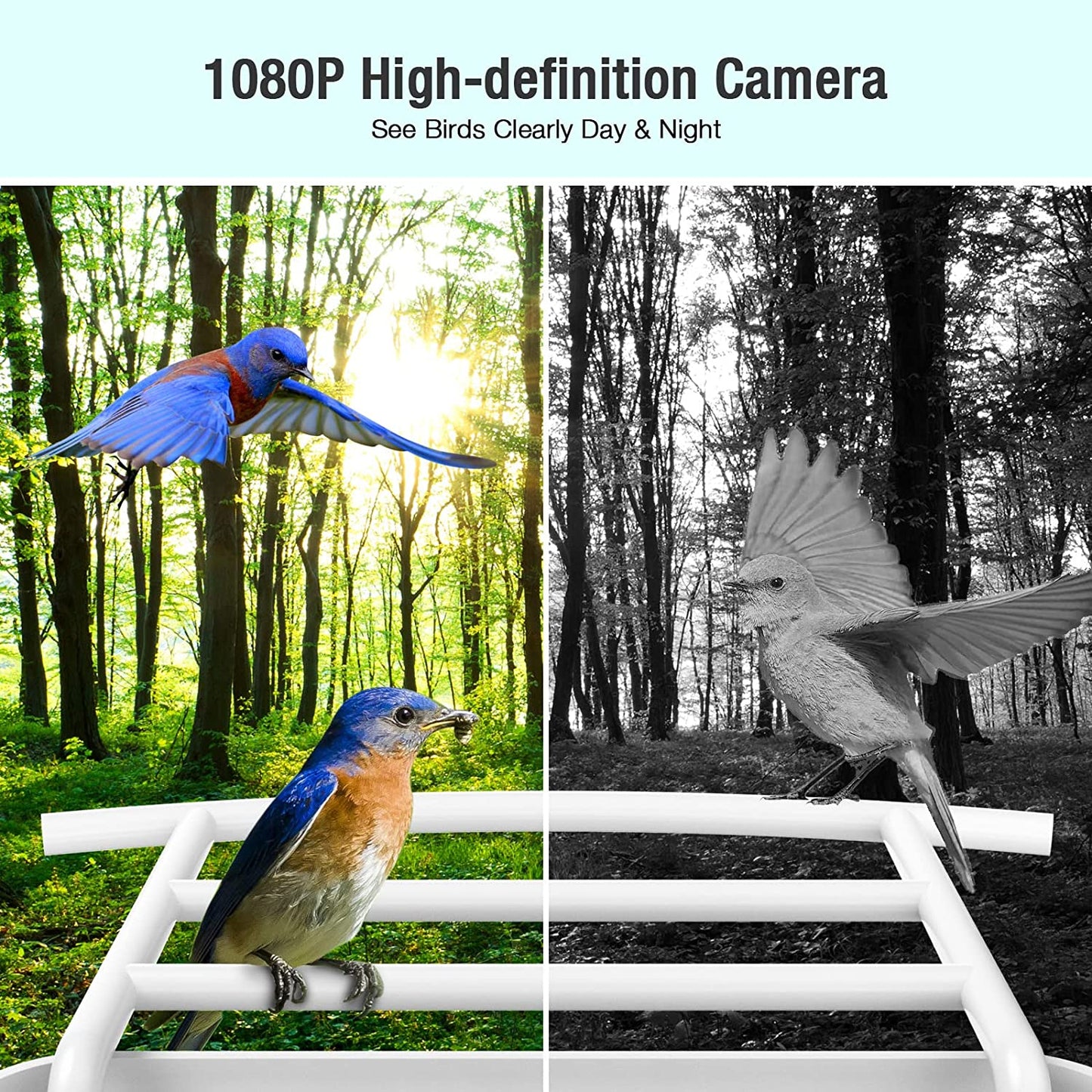 Wireless Smart Bird Feeder Security Camera