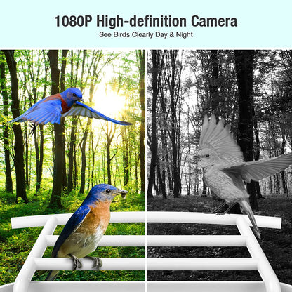 Wireless Smart Bird Feeder Security Camera