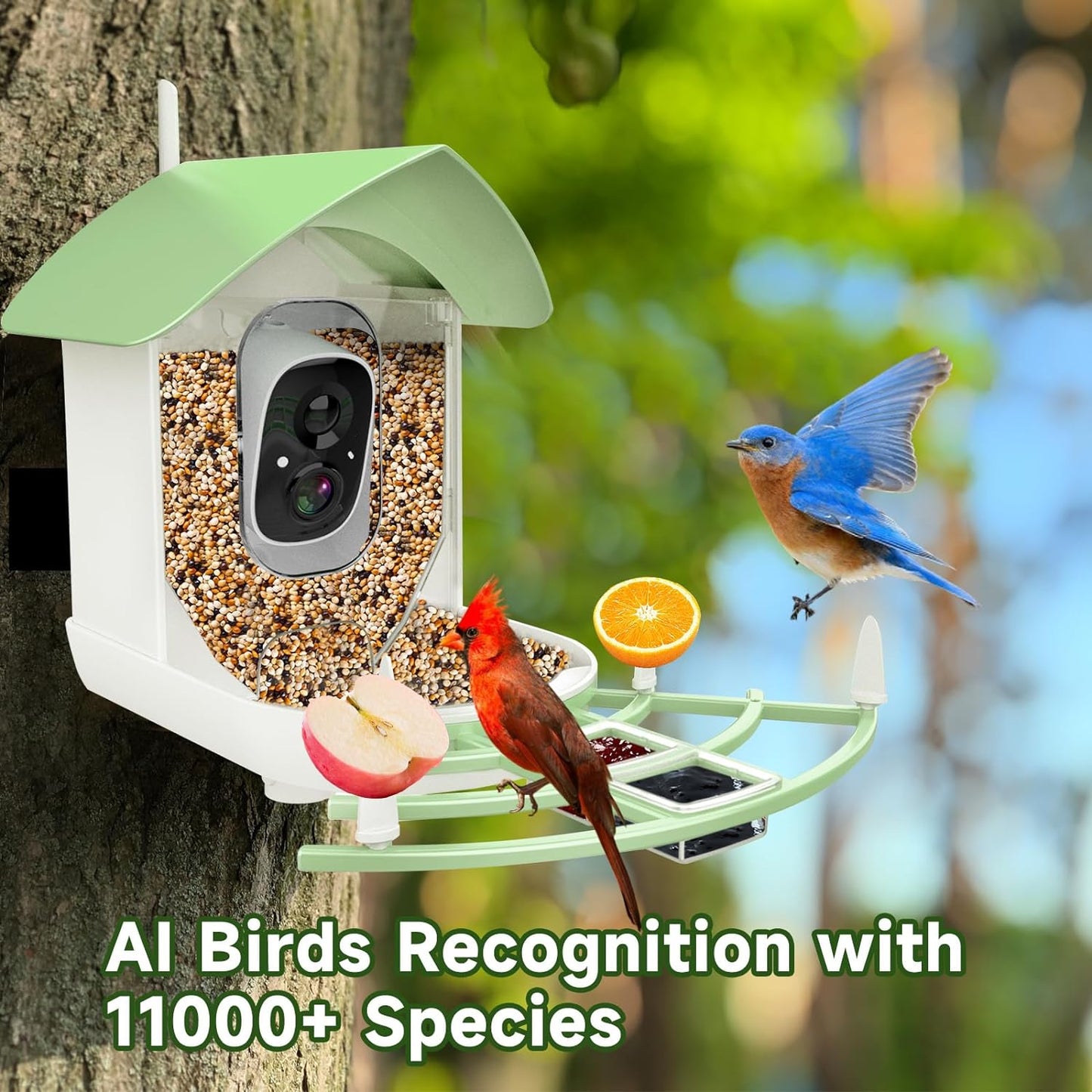 Wireless Bird Watching Security Camera