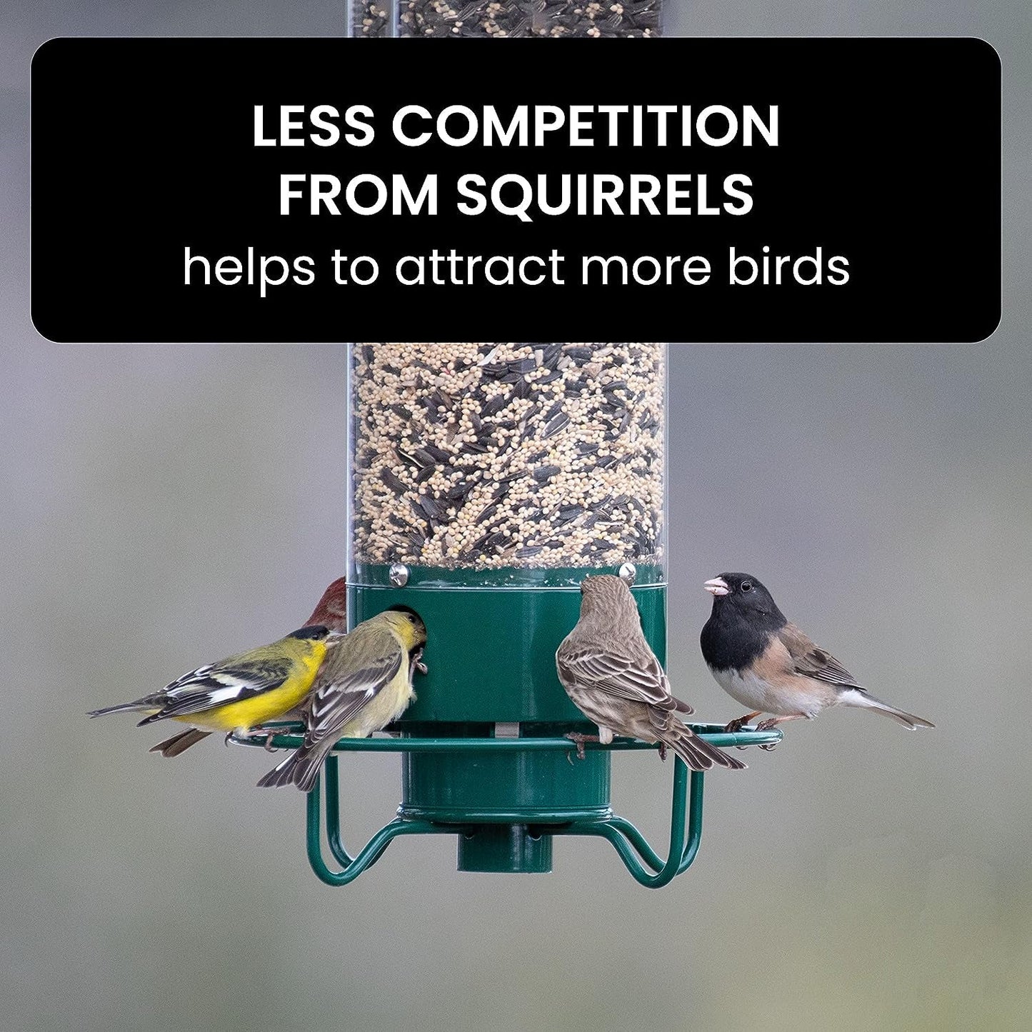 Rugged Animal Resistant Bird Feeder