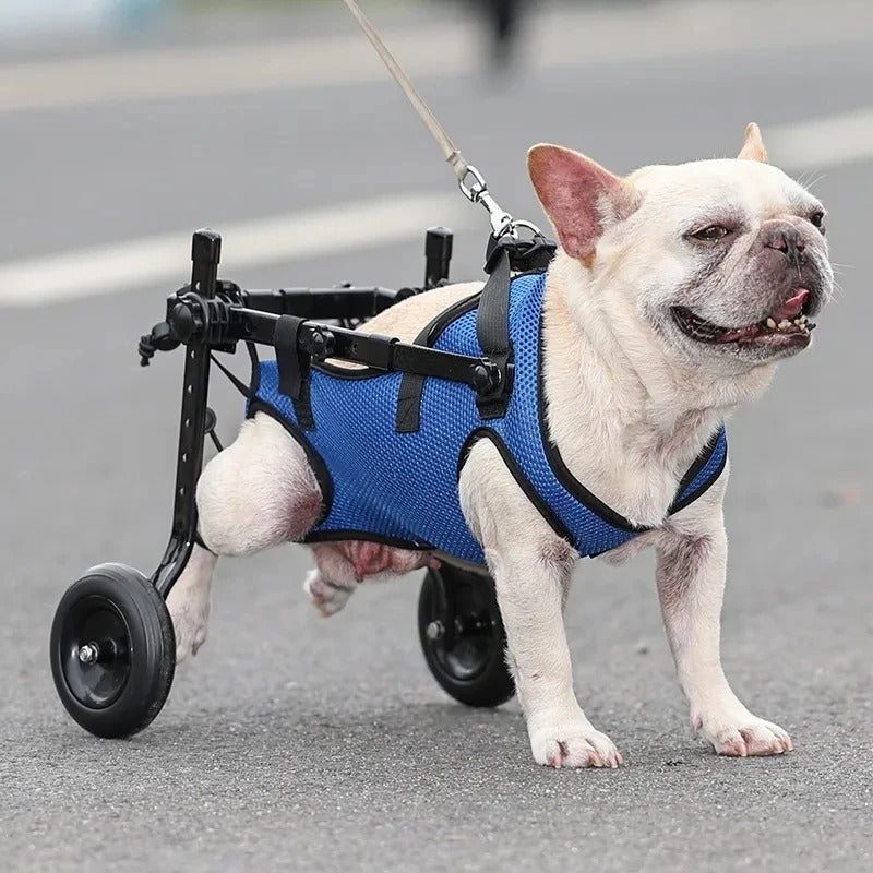 Comfortable Pet Wheelchair for Disabled Dogs - Pexav