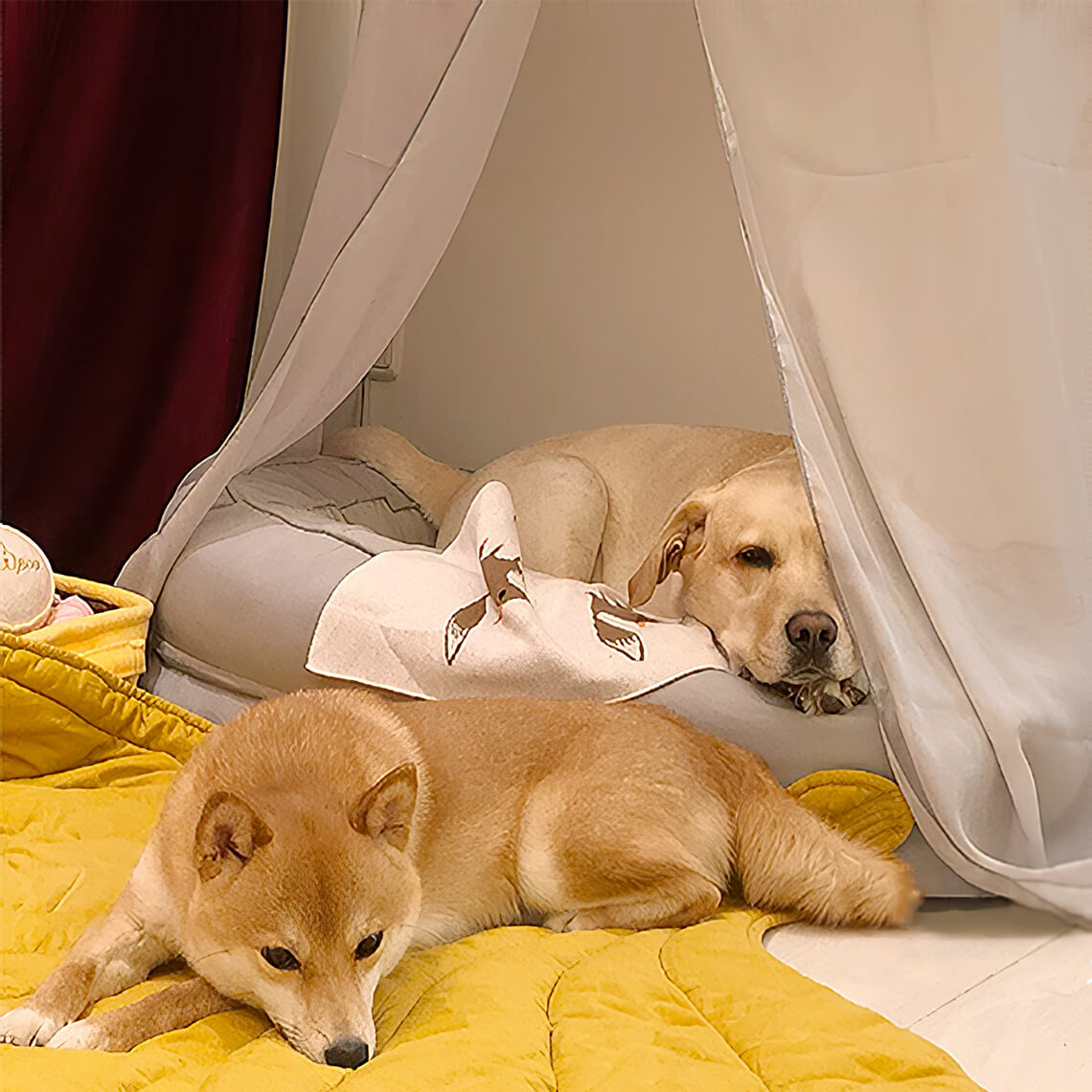 Fun Pet Blanket with Plush Dog Bed Cute Dog Accessories