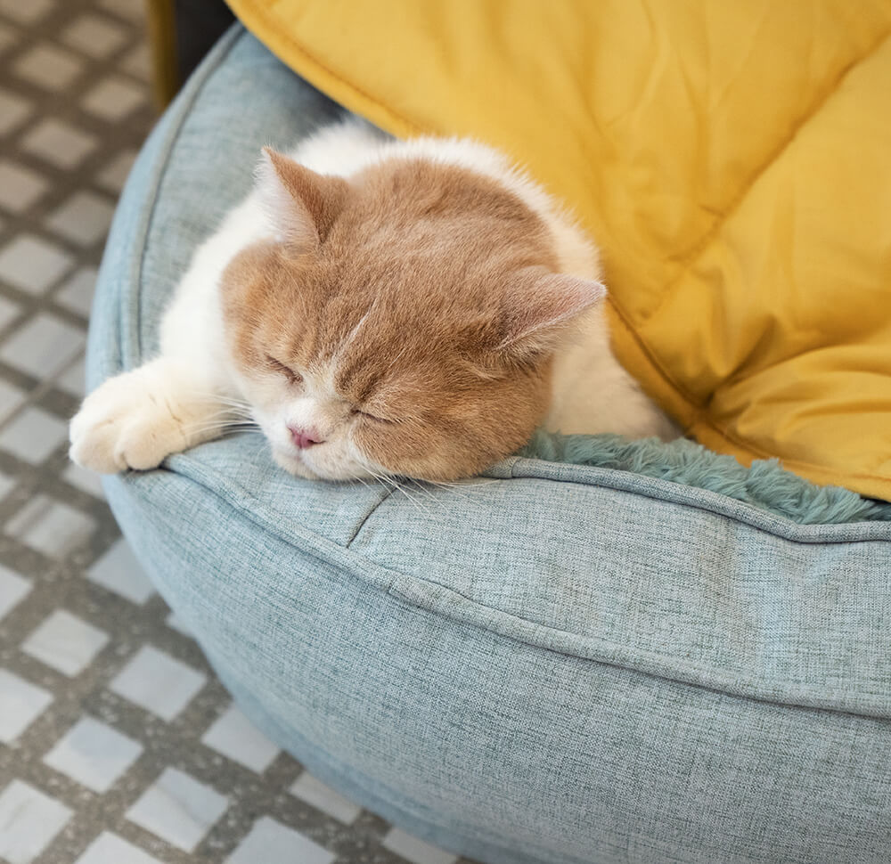 Fun Pet Blanket with Plush Dog Bed Cute Dog Accessories