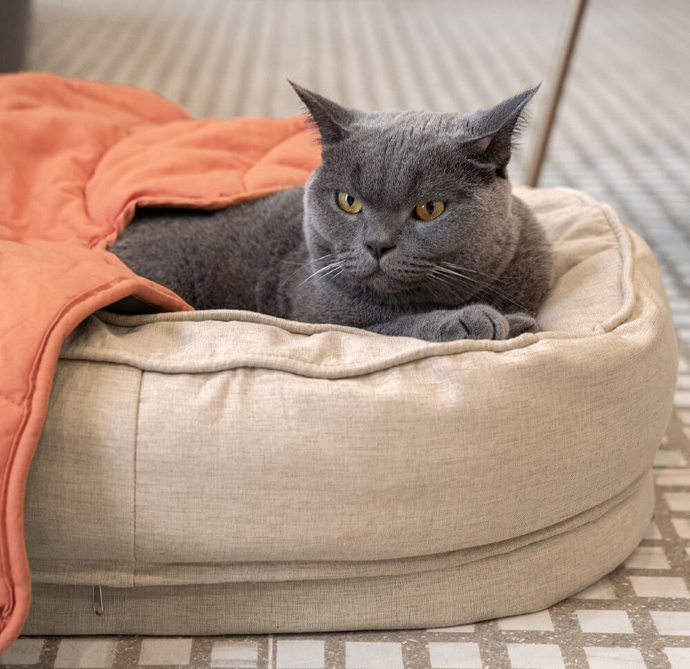 Fun Pet Blanket with Plush Dog Bed Cute Dog Accessories