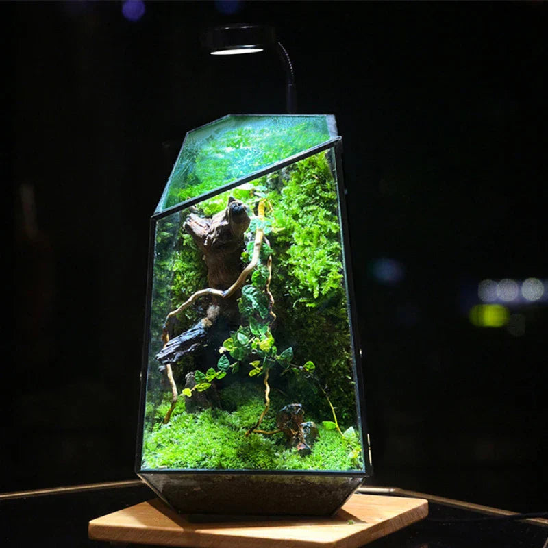 Beautiful Mini Indoor Glass Terrarium - Pexav