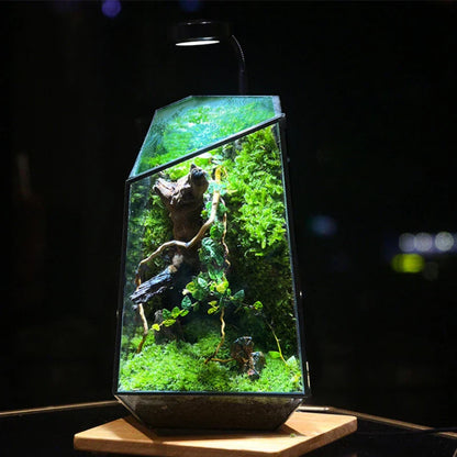 Beautiful Mini Indoor Glass Terrarium - Pexav
