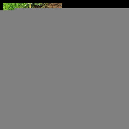 The Heavy Duty Iron Weeding Rake, Garden Weeding Tools