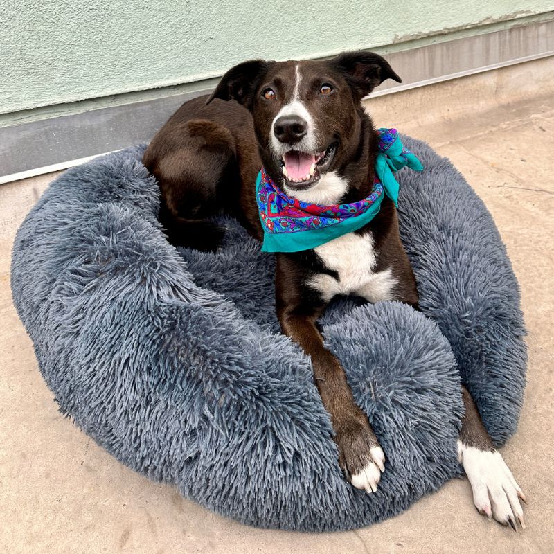Comfortable Pet Relaxation Pillow