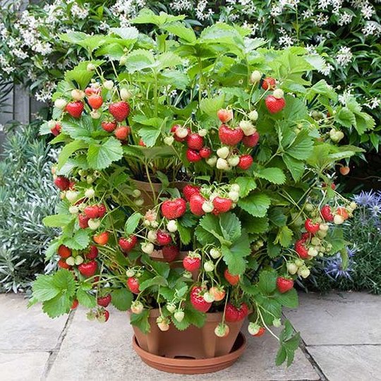 Tall Stackable Garden Flower Pots