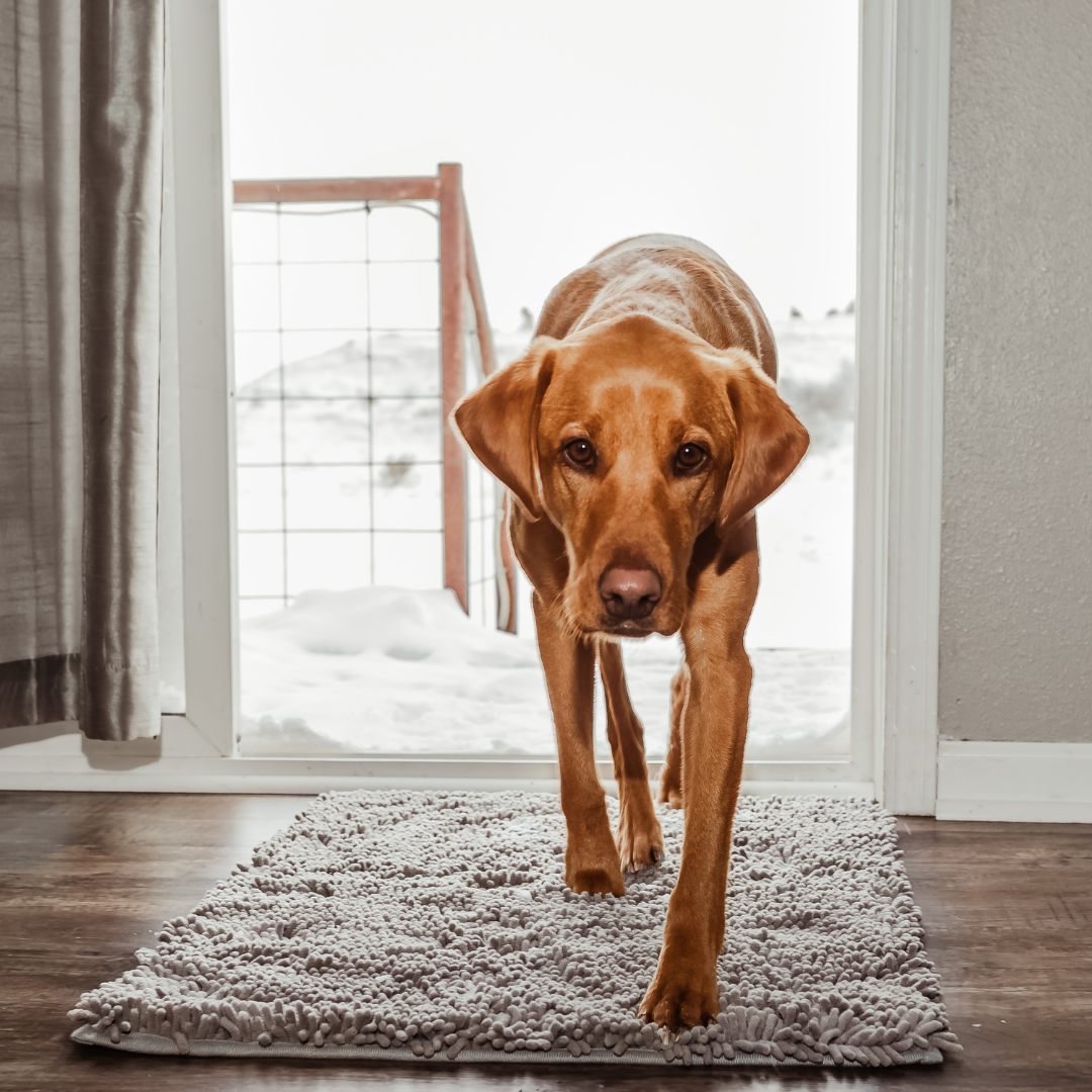 Pet Welcome Door Mat Boris - Pexav