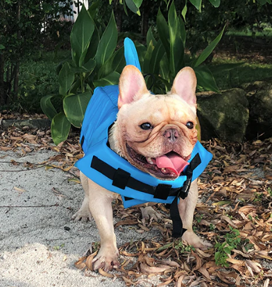 Dog Life Jacket - AquaPup-Blue-XS-Nora Luxe