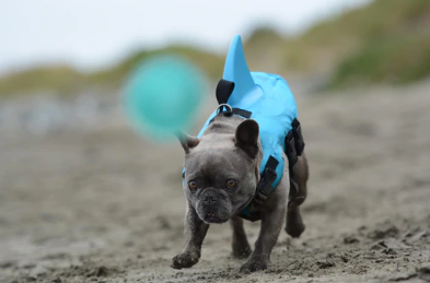 Dog Life Jacket - AquaPup-Blue-XS-Nora Luxe