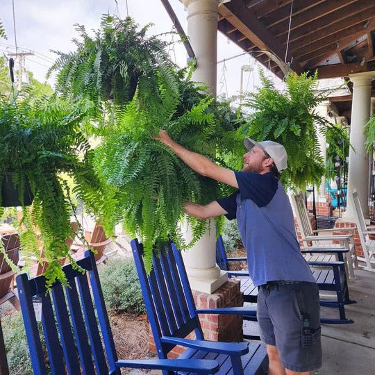 Weatherproof Realistic Outdoor Boston Fern Plant