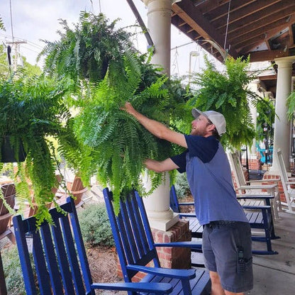 Weatherproof Realistic Outdoor Boston Fern Plant