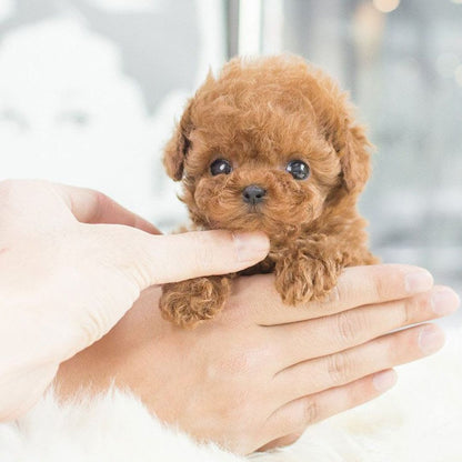 Fun Electronic Pet Dog Toy for Children