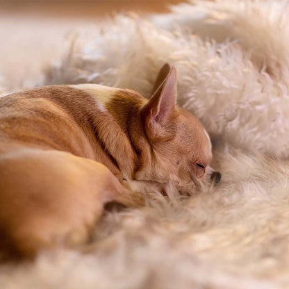 Luxury Waterproof Pet Blanket - CozyPaw™-White/brown-29.53″ × 39.37″-Nora Luxe