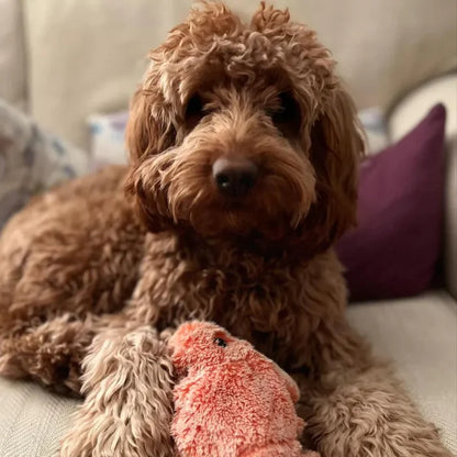 Moving Dog Toy with Motion Sensor - PlayPal-Lobster-Nora Luxe