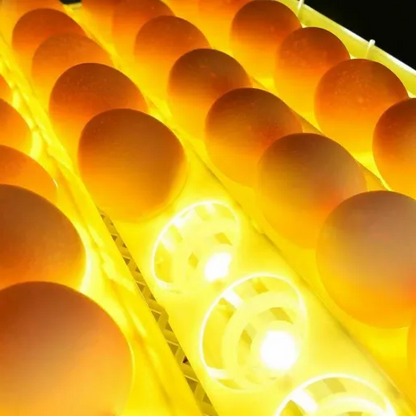 Automatic Digital Chicken Egg Incubator for 24 Eggs
