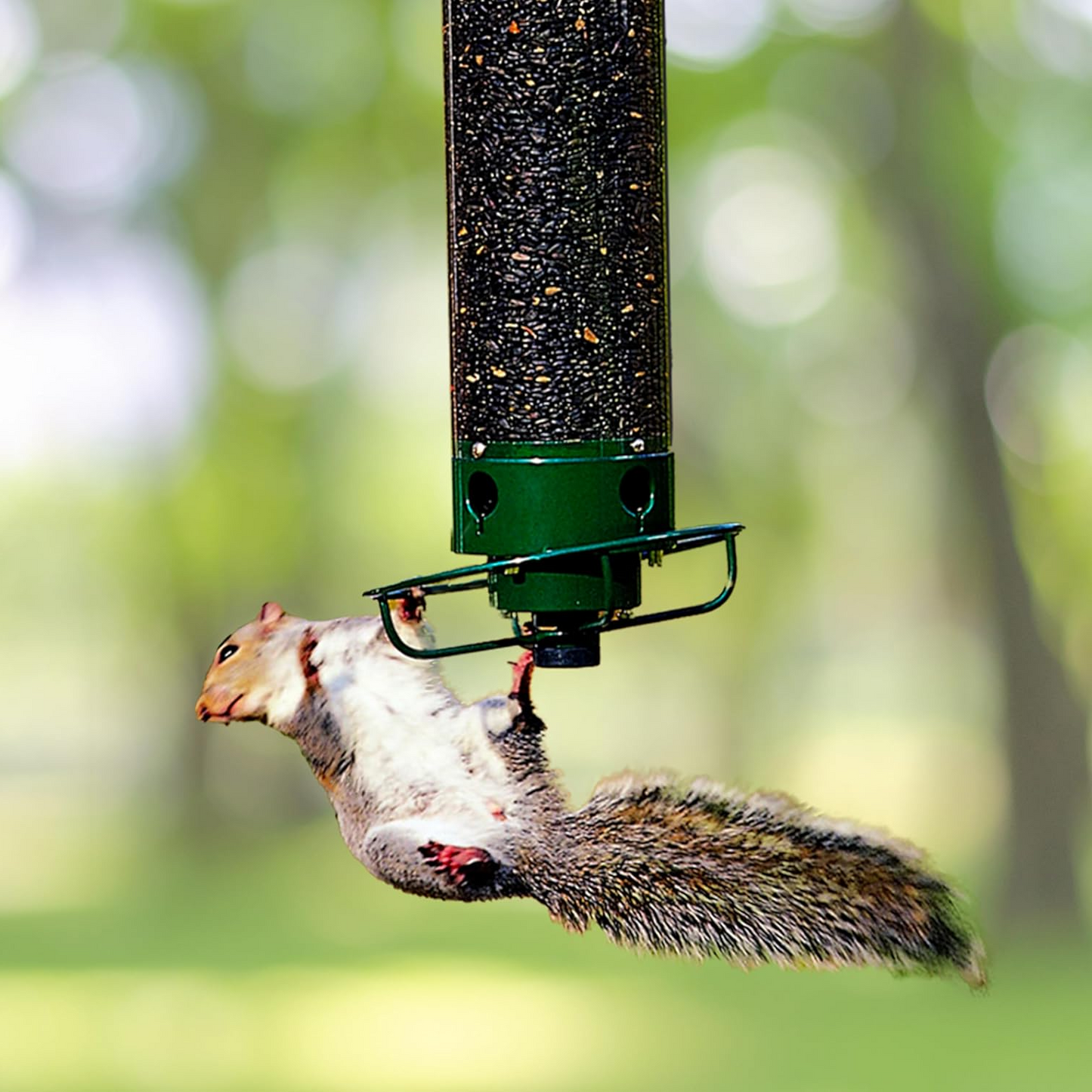 Strong Wildlife Proof Bird Feeder with Spinning Perch - Pexav