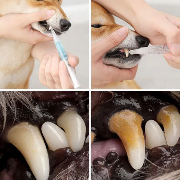Natural Pet Dental Care for Healthy Teeth - Pexav