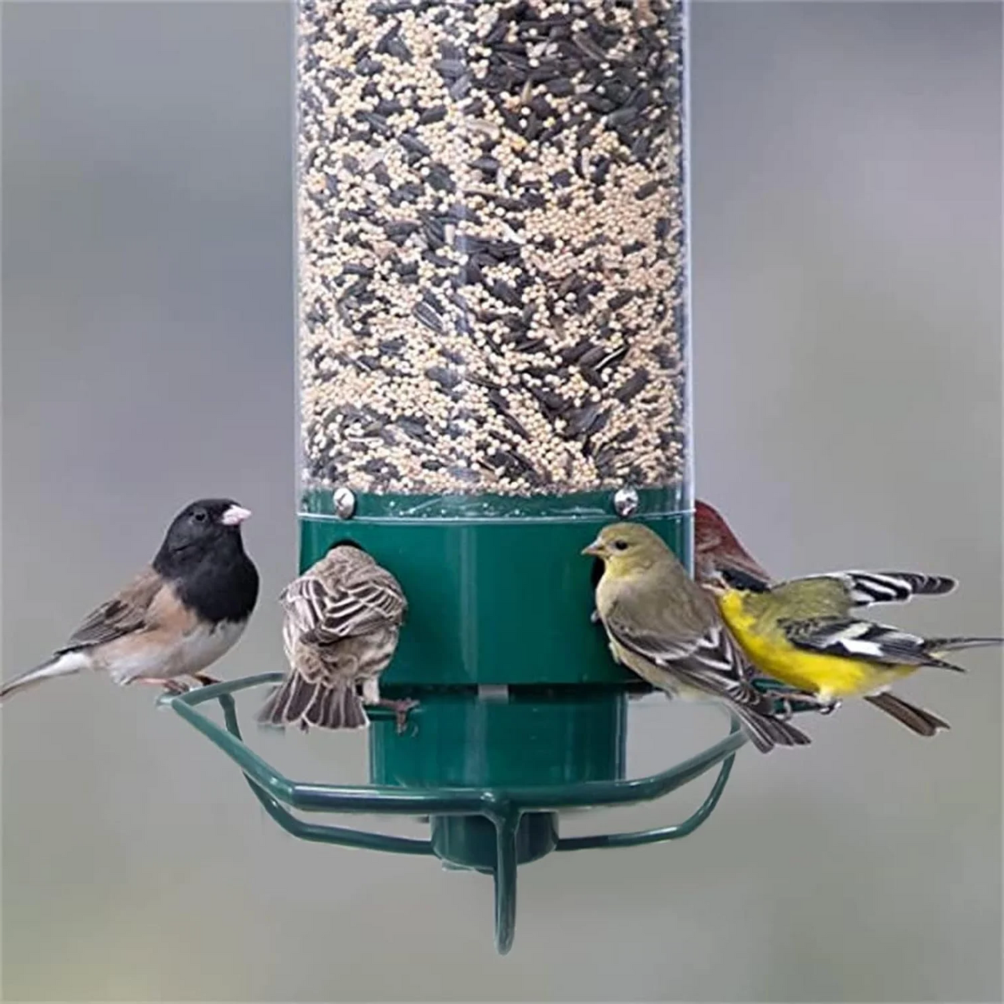 Strong Wildlife Proof Bird Feeder with Spinning Perch
