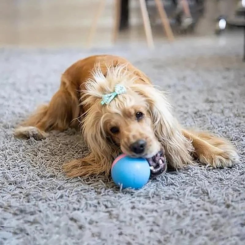 Fun Interactive Pet Ball Toy