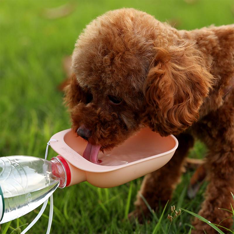 Compact Collapsible Pet Water Bottle Dispenser - Pexav
