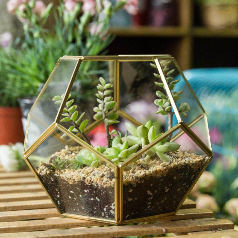 Unique Mini Indoor Glass Planter - Pexav