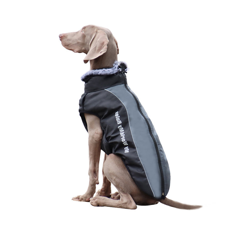 Visible Pet Vest with Harness - Pexav