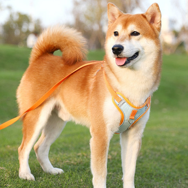 Reflective Puppy Harness - BrightPaw-Blue-S(5.51-8.82 lbs)-Nora Luxe