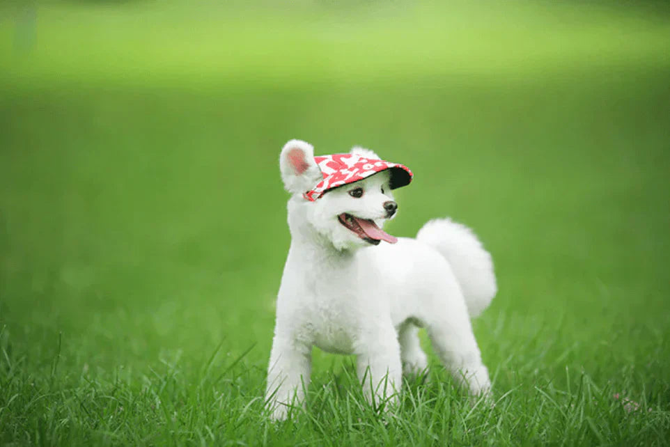 Stylish Round Edge Dog Cap - SunnyPaws-Stripe-S-Nora Luxe