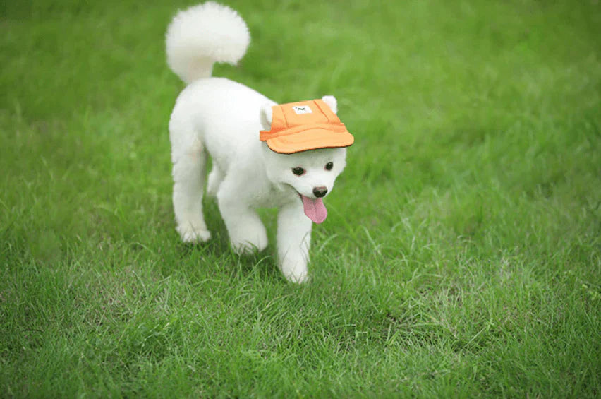 Stylish Round Edge Dog Cap - SunnyPaws-Stripe-S-Nora Luxe
