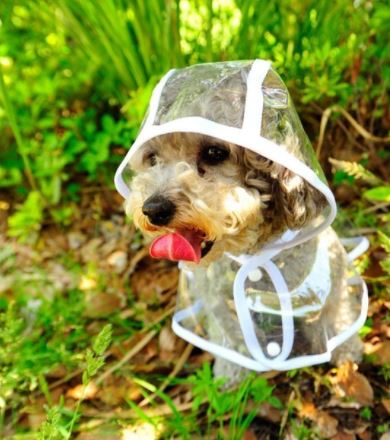 Transparent Waterproof Raincoat for Dogs - DryPaw-White-S-Nora Luxe