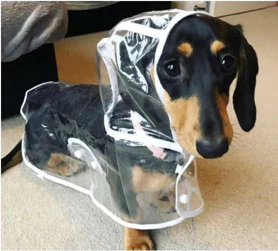Transparent Waterproof Raincoat for Dogs - DryPaw-White-XS-Nora Luxe